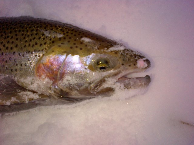 Saugeen Shores-20120225-00035.jpg - Male Rainbow Trout caught on 2/25/12 @ The Saugeen River.